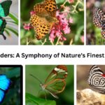 Winged Wonders: A Symphony of Nature's Finest Butterflies