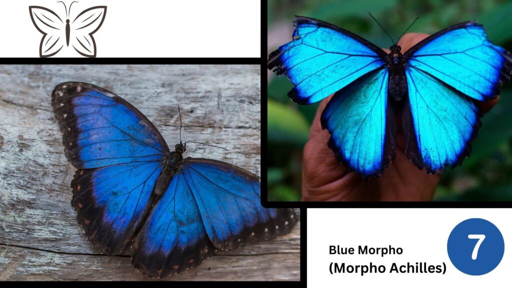 Blue Morpho (Morpho Achilles)