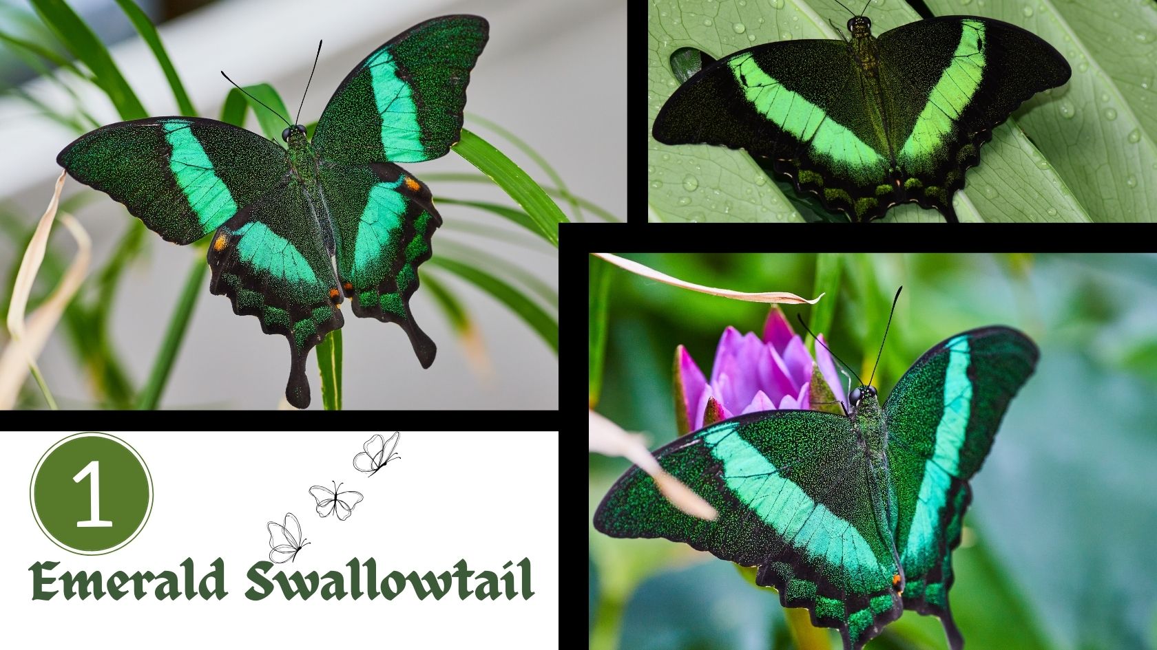 Emerald Swallowtail (Papilio palinurus):