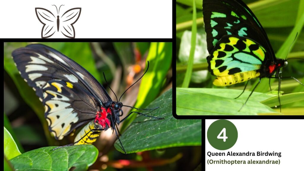 Queen Alexandra Birdwing (Ornithoptera alexandrae):